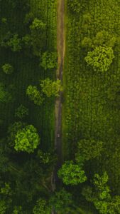 A stunning aerial shot of green tea gardens in West Bengal, showcasing vibrant foliage and a narrow pathway.