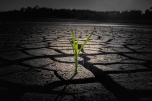 sprout, drought, cracked ground, cracked land, climate, global warming, dry soil, global warming, global warming, global warming, global warming, global warming