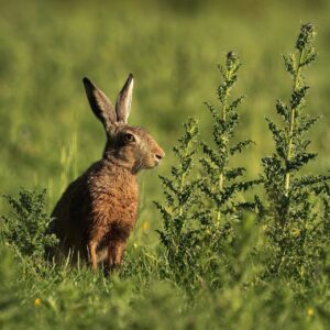 hare, nature, animal, mammal, fauna, ears, species, prairie, quick, biodiversity, landscape, grass, portrait, pasture, whiskers, eye, vision, look