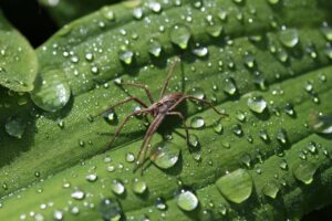 spider, between, raindrop