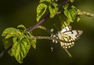 butterflies, wings, plants, insect, green, wildlife, monsoon, animal, nature, monsoon, monsoon, monsoon, monsoon, monsoon, nature